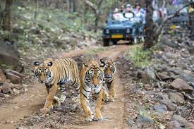   Ranthambore National Park-