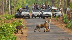  Pench National Park: 