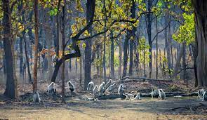  Pench National Park: 