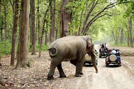 Jim Corbett National Park-Corbett Tiger Reserve-