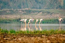 Keoladeo National park - Bharatpur Bird Sanctuary