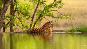 Ranthambore National Park