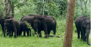 Nagarhole-Rajiv Gandhi National Park