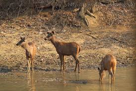 Nagarhole-Rajiv Gandhi National Park