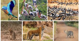 Sariska Tiger Reserve-Alwar