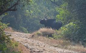  Chandoli National Park-