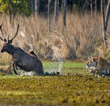 Plan to spend at least 2 to 3 days in the reserve in order to fully appreciate the wildlife and improve your chances of seeing tigers.
